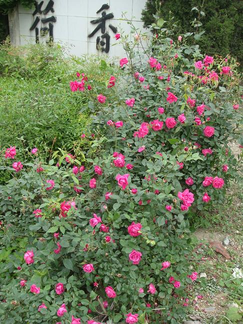 DSC04855.JPG