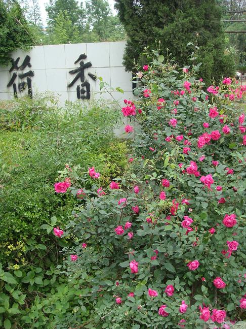DSC04856.JPG