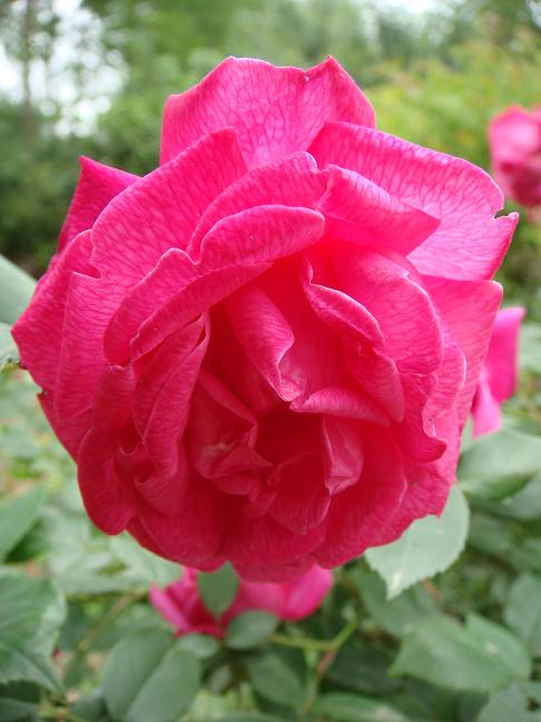 DSC04857.JPG