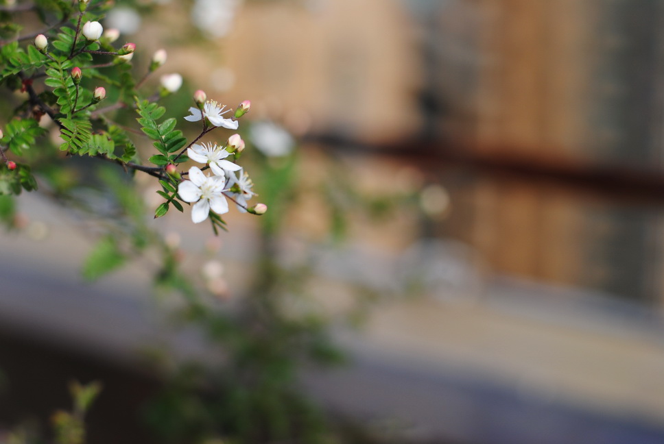 DSC_1268.jpg