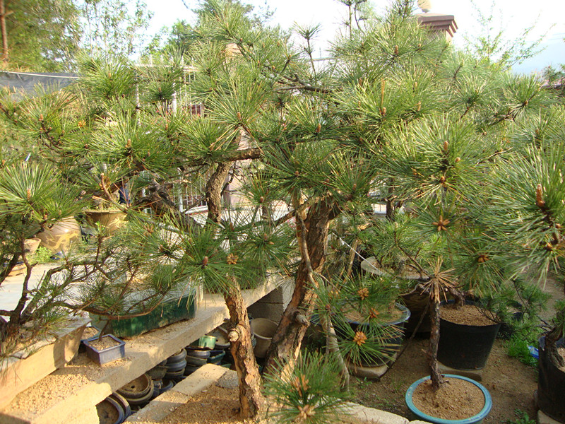 DSC01061_.jpg