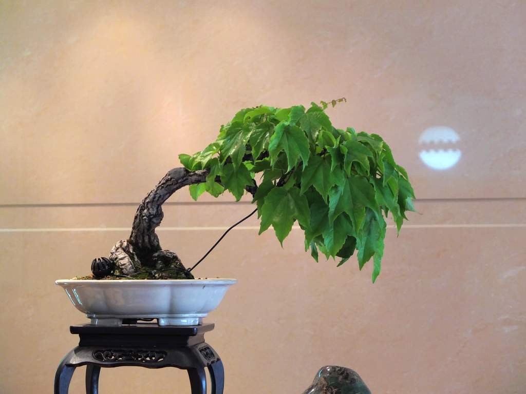 DSCF6226.jpg