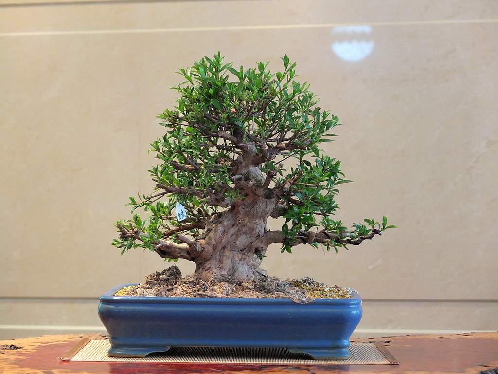 DSCF6159.jpg