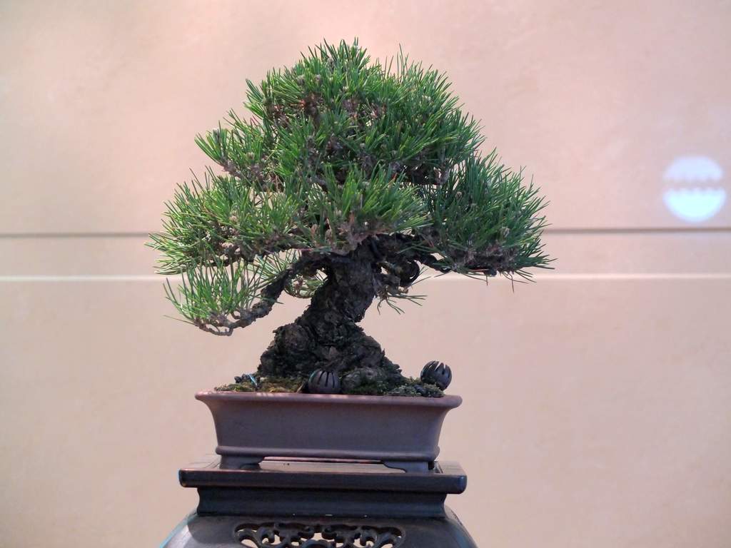 DSCF6274.jpg