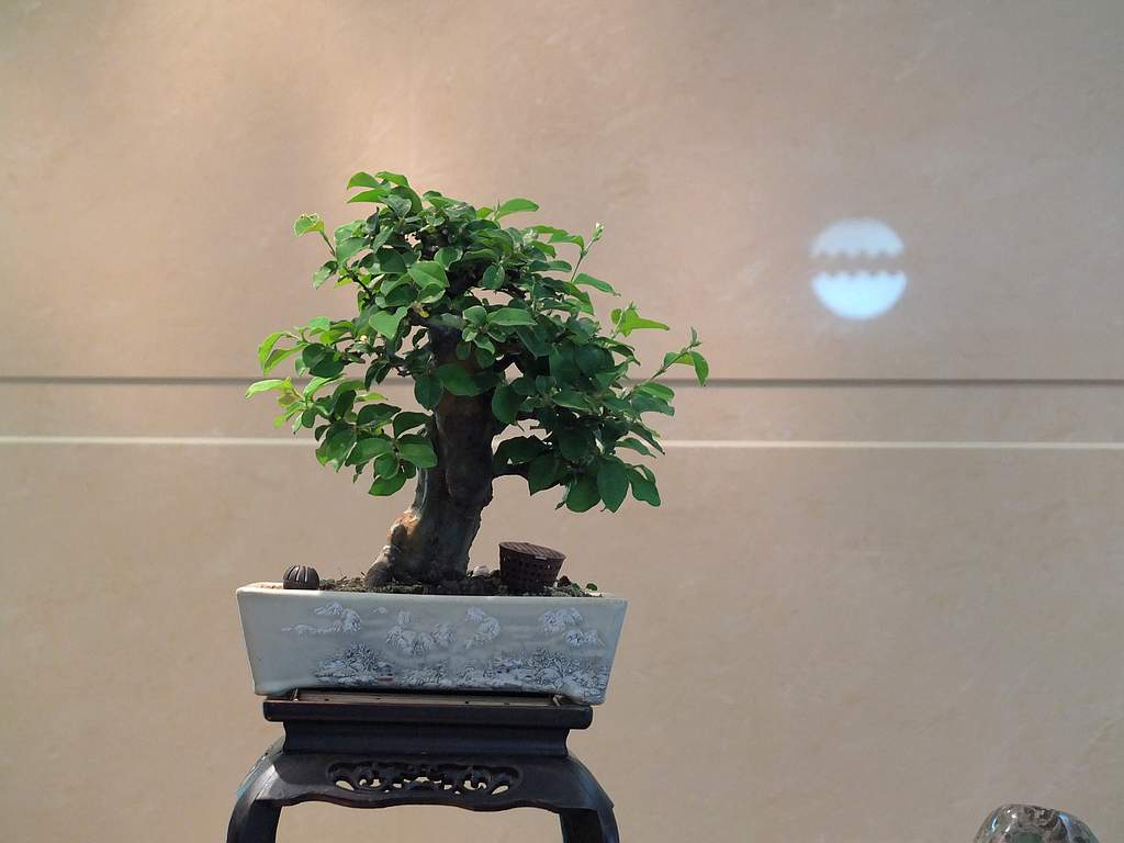 DSCF6411.jpg