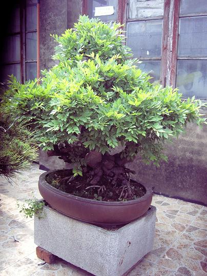 SNC11084.JPG