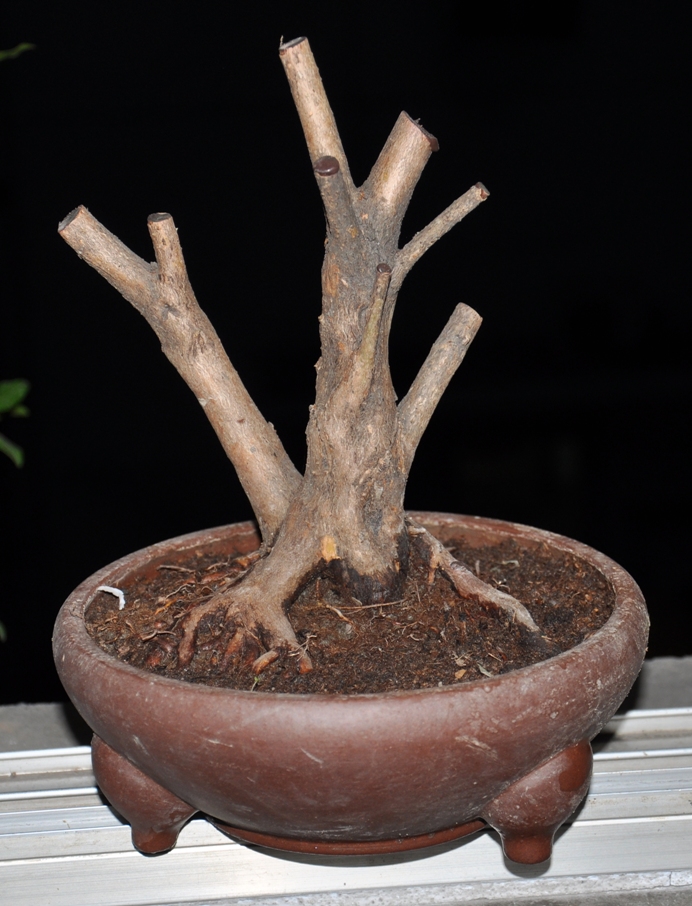 DSC_0081.JPG