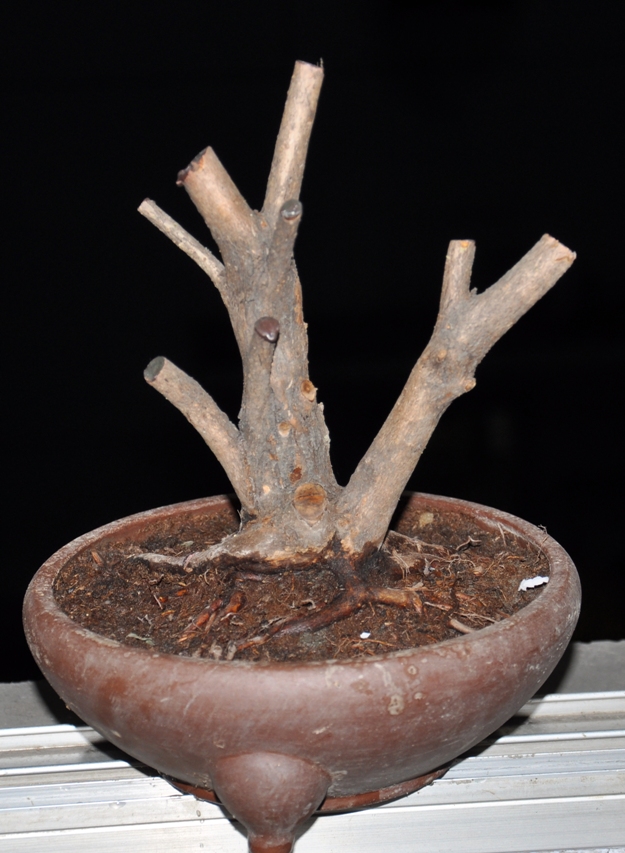 DSC_0082.JPG