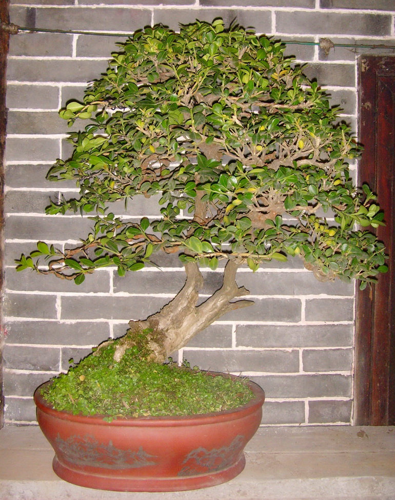 SNV30248.JPG