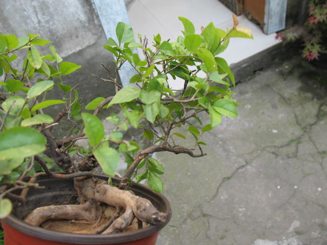 IMG_6407.JPG