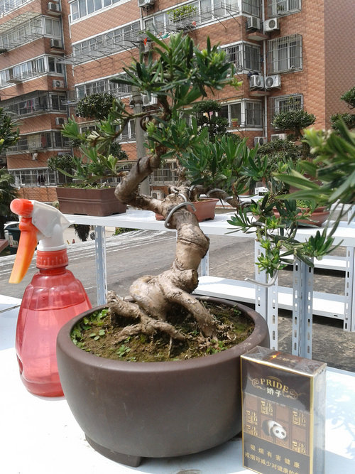 2013-04-21 12.55.16.jpg