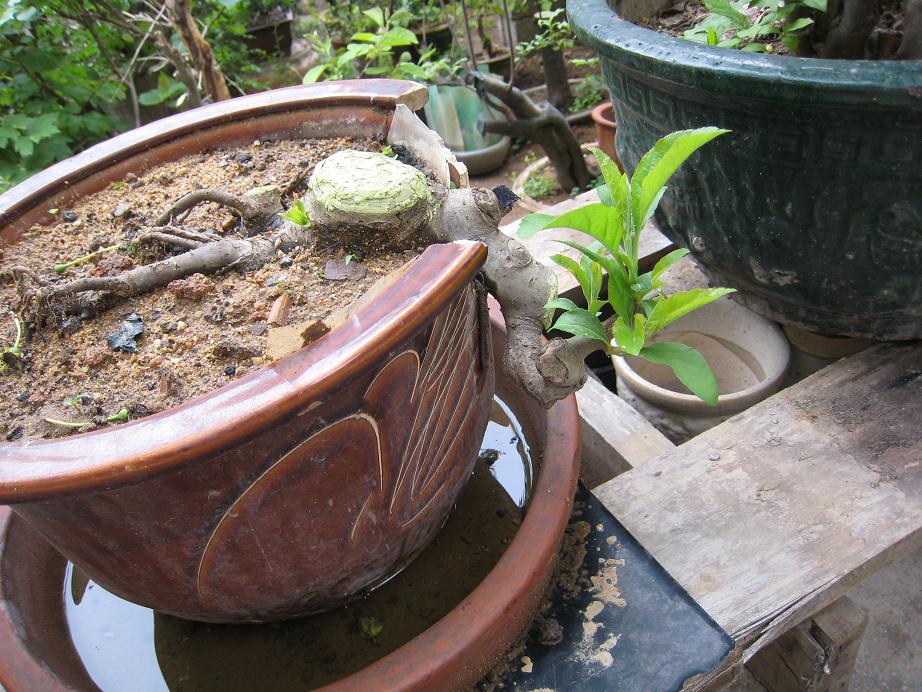Ƭ 048.jpg