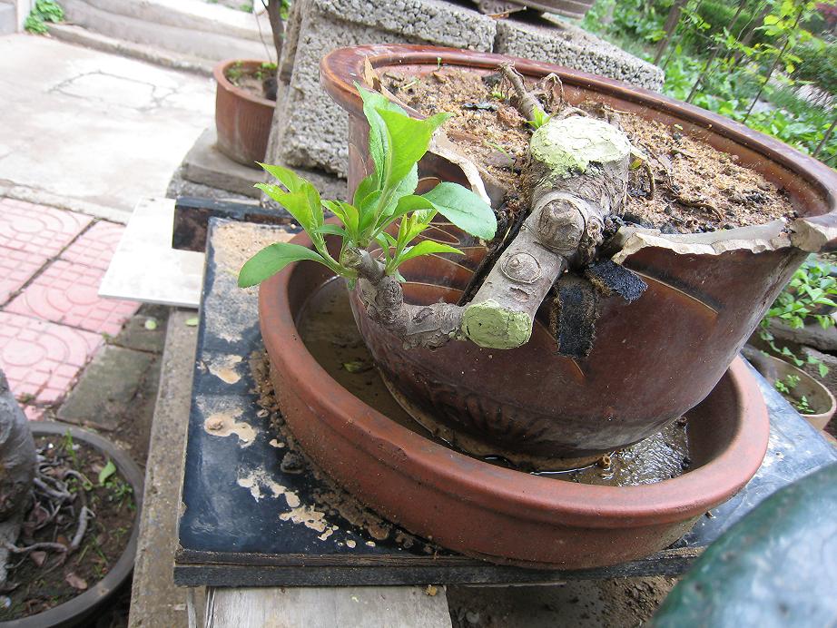 Ƭ 049.jpg