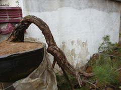 DSC00973_.jpg