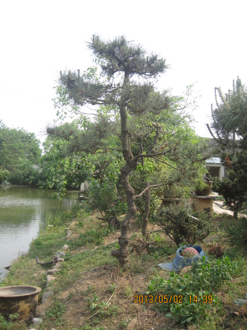 d187625353.1.ֱ15 3m.JPG_dm.jpg