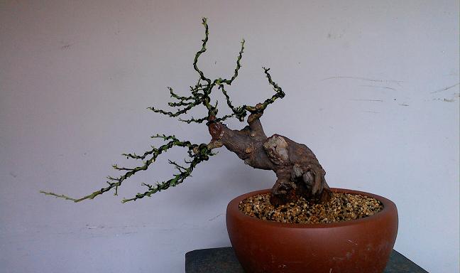 IMG0504162800.jpg
