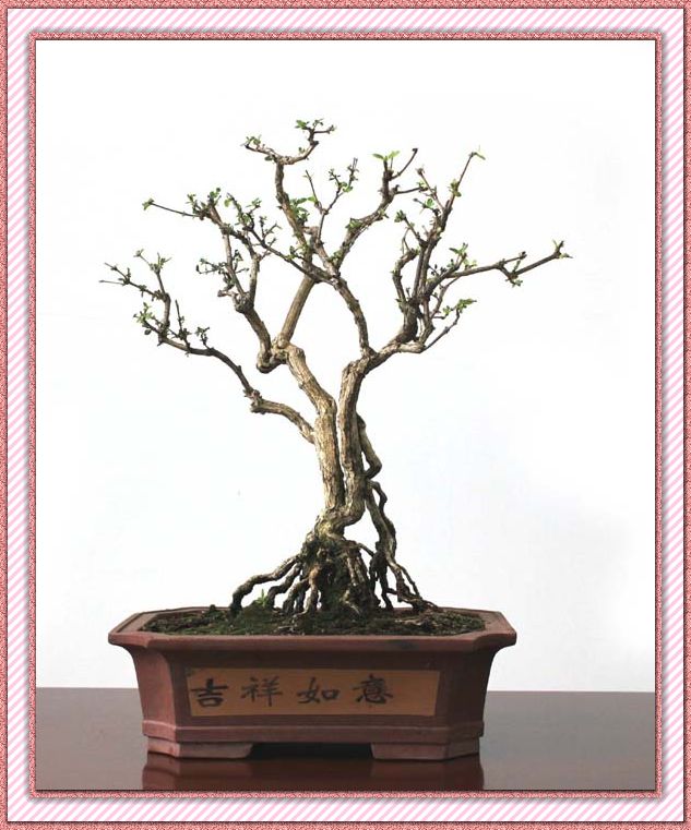 4ѩ 50cm.JPG
