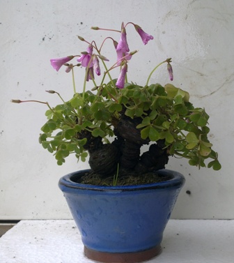 20130506652.jpg