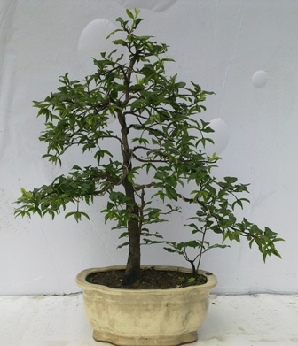 20130510661.jpg