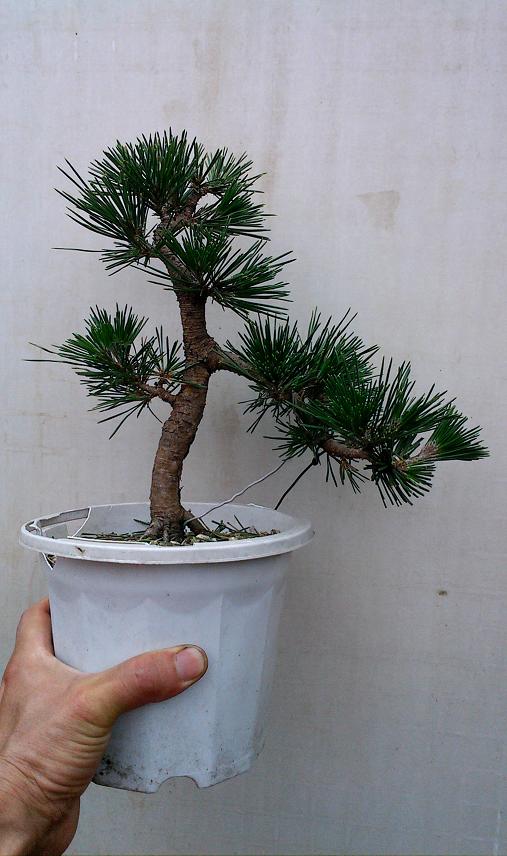 IMG0510112900.jpg