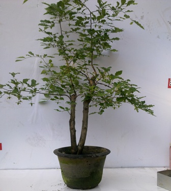 20130511674.jpg