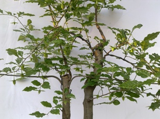 20130511676.jpg
