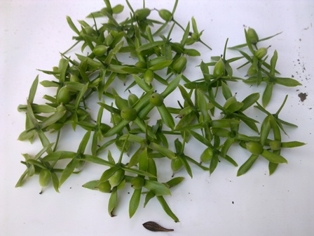 20130511677.jpg