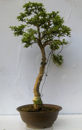 20130511669.jpg