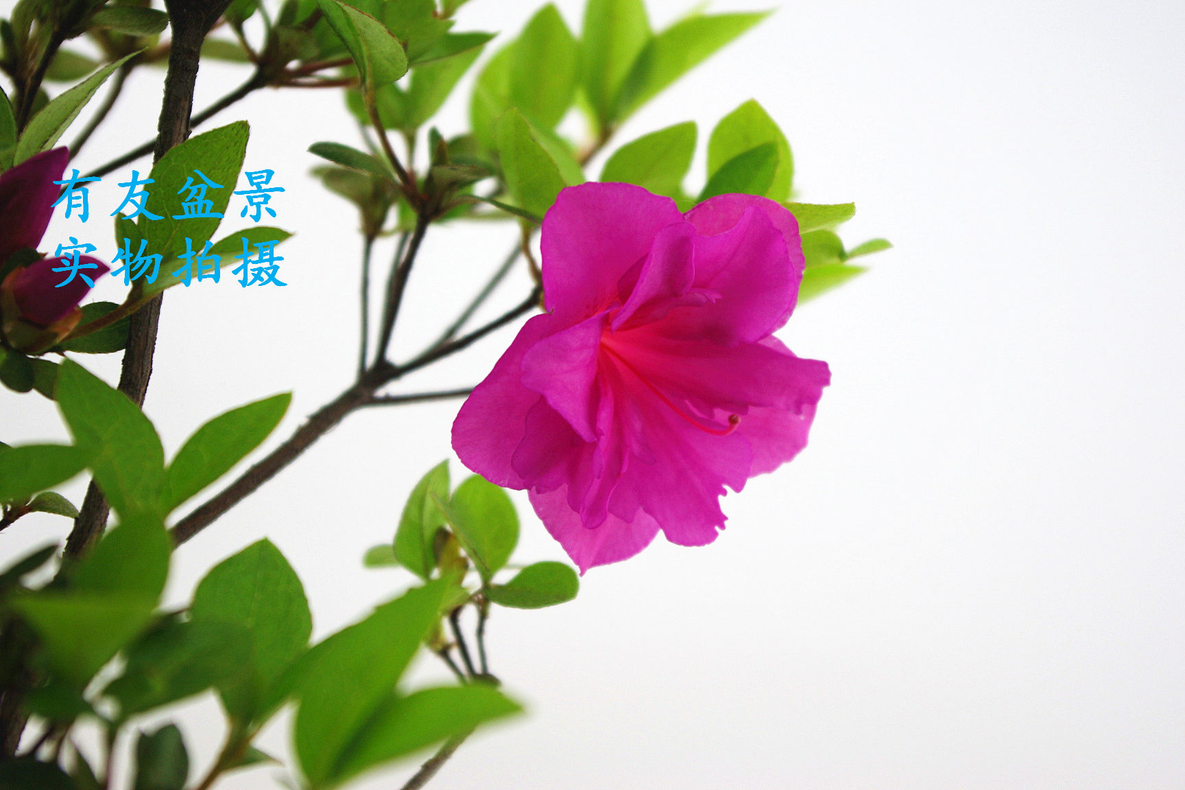 IMGP2566.jpg