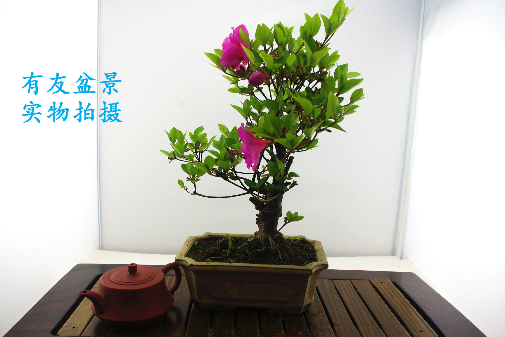 IMGP2567.jpg