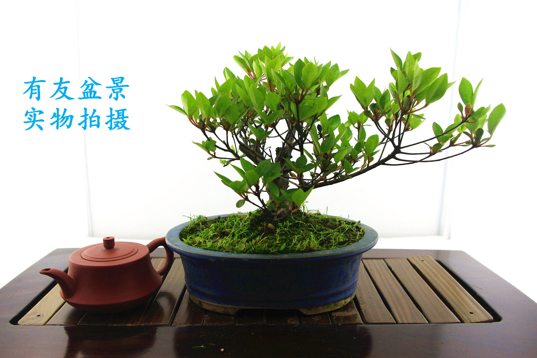 IMGP2568.jpg