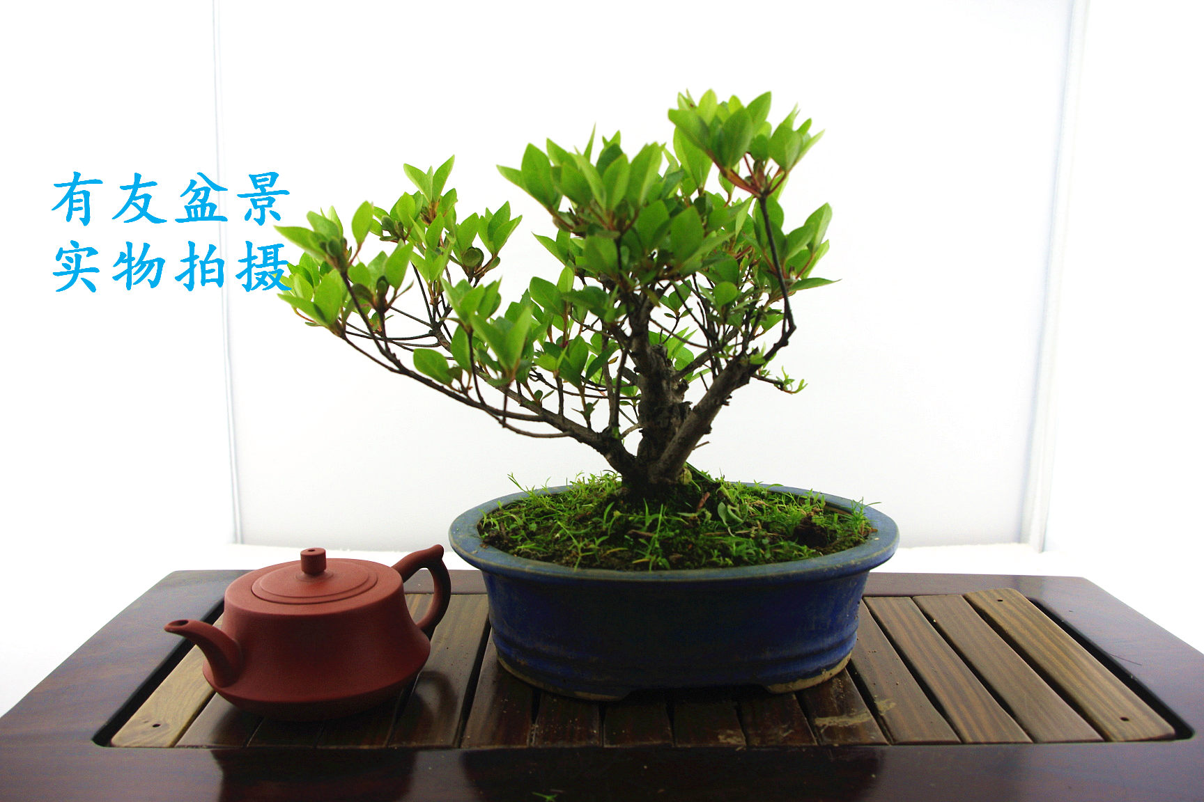 IMGP2569.jpg