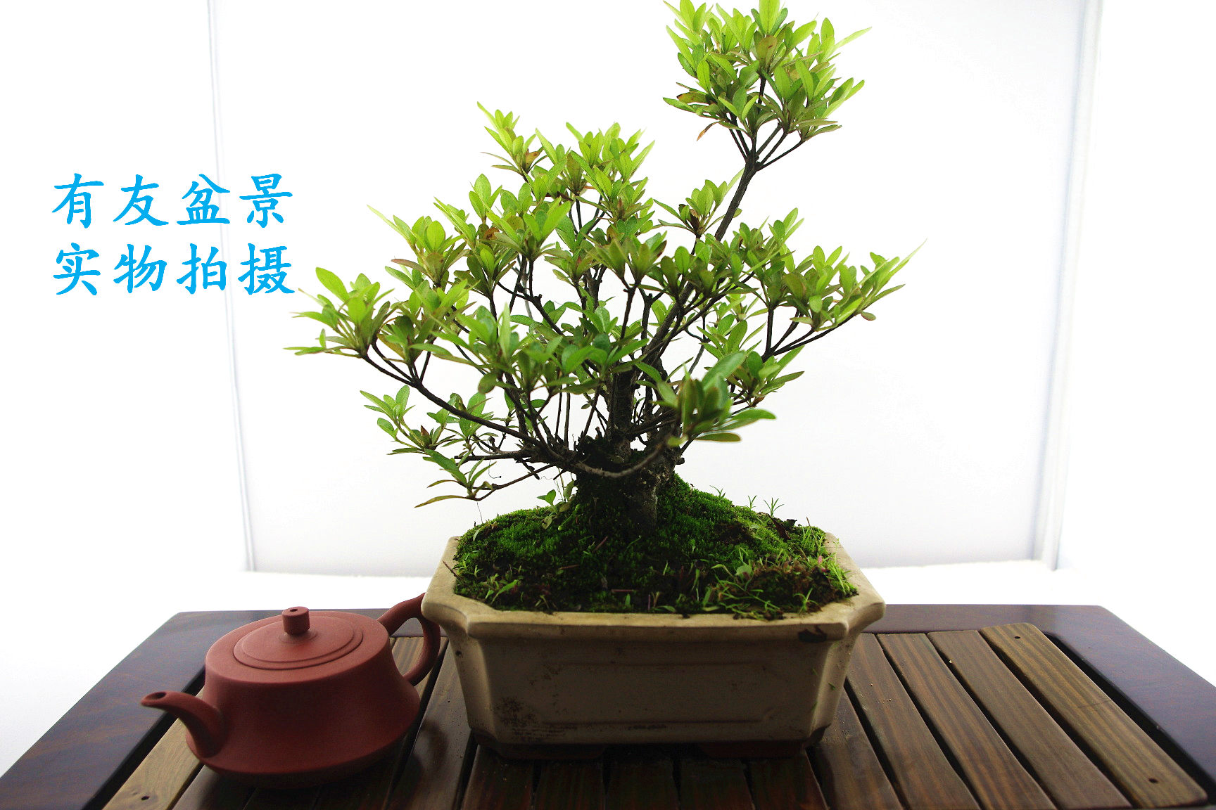 IMGP2571.jpg
