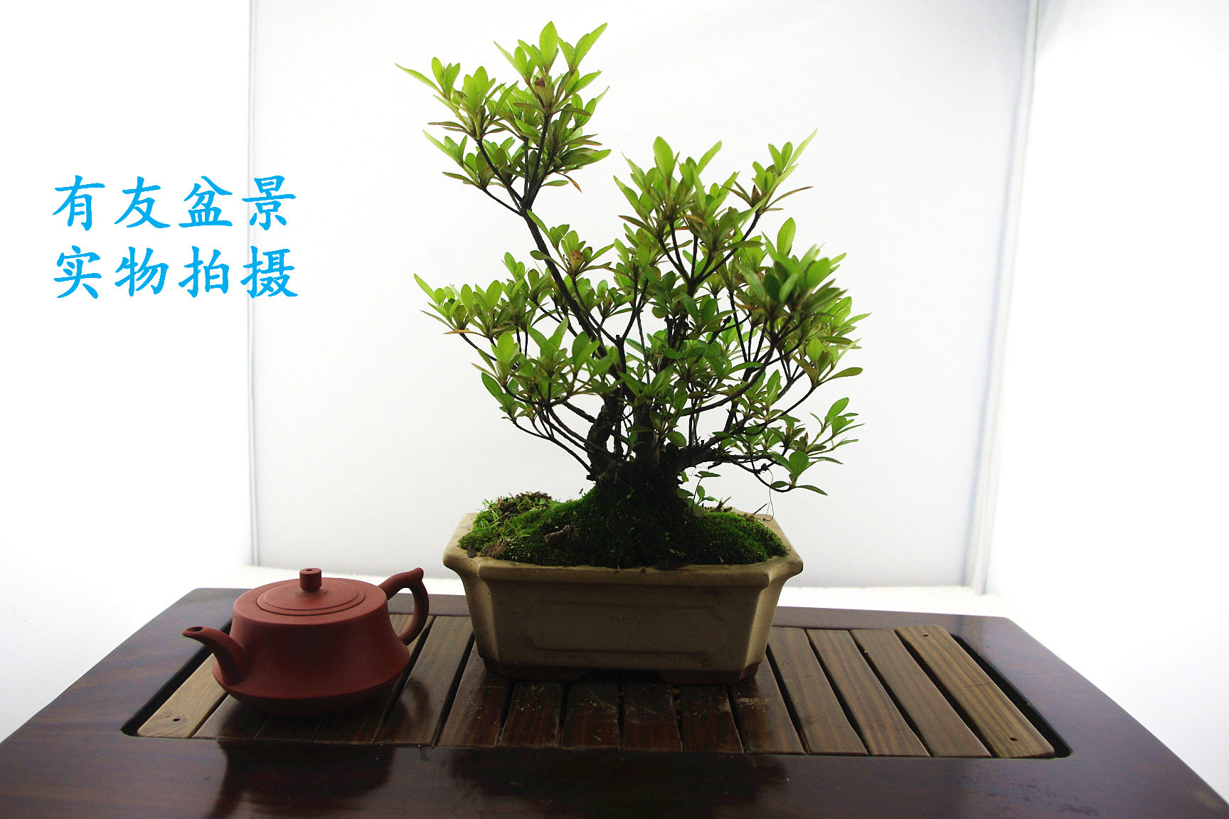 IMGP2573.jpg