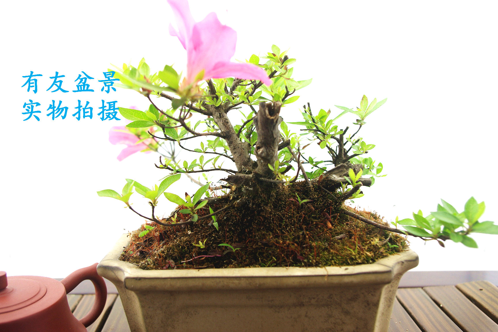 IMGP2575.jpg