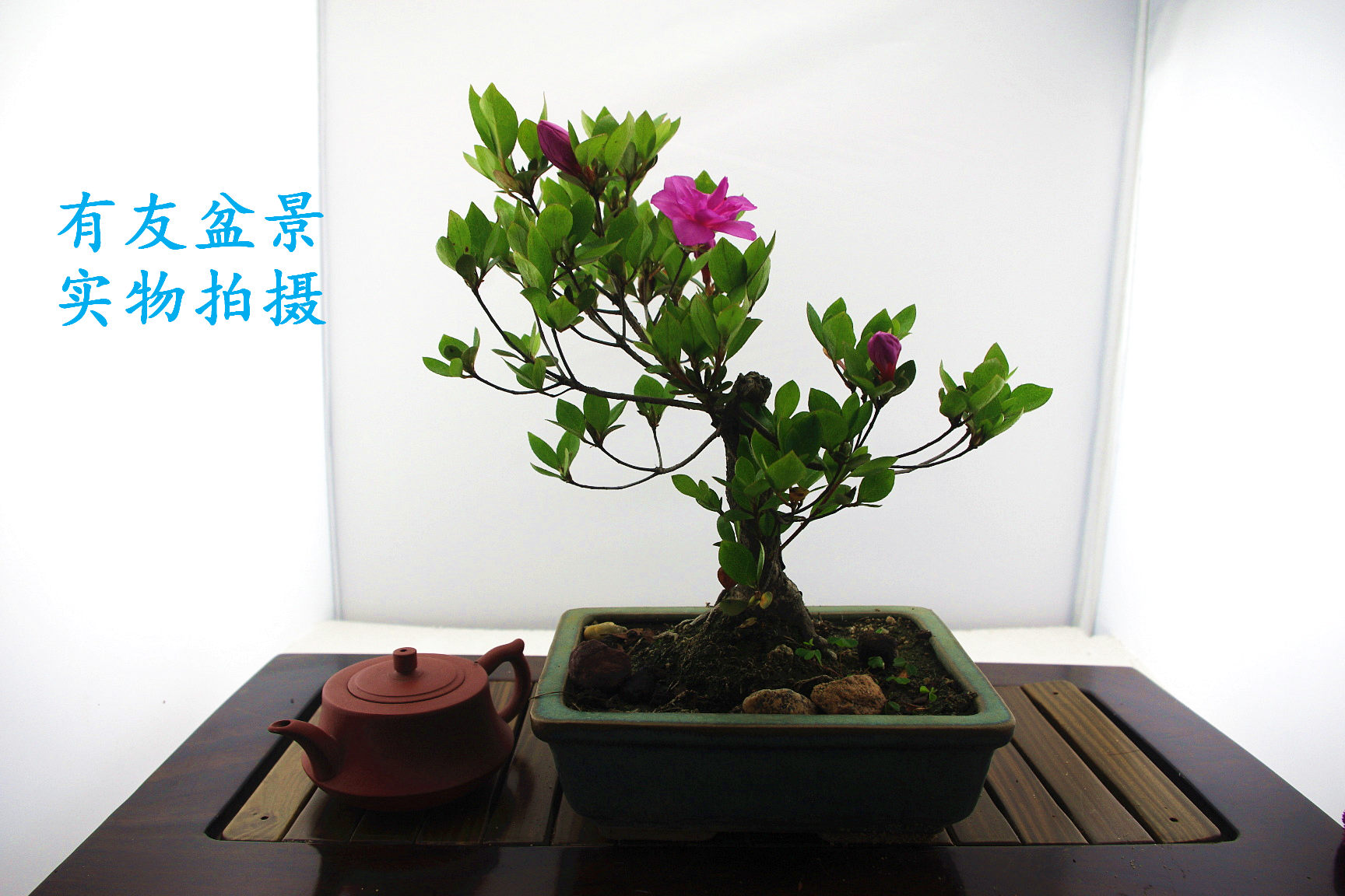 IMGP2577.jpg