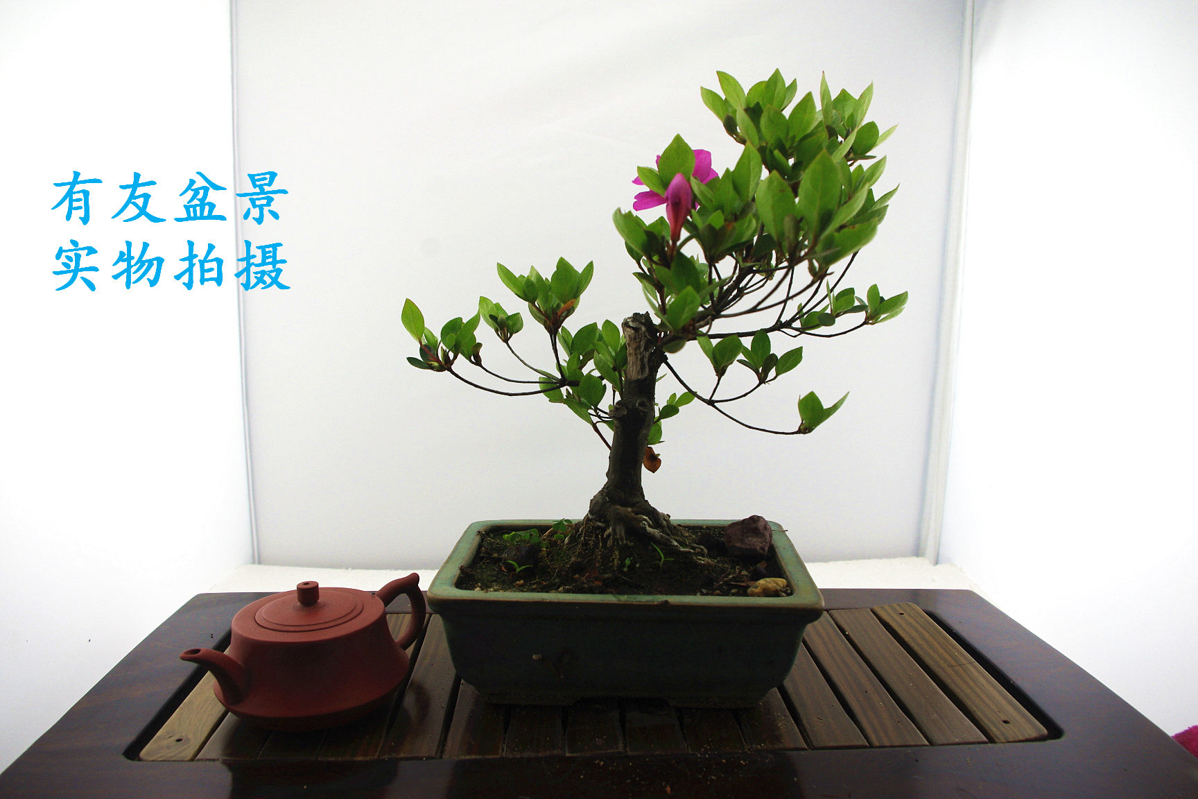 IMGP2579.jpg