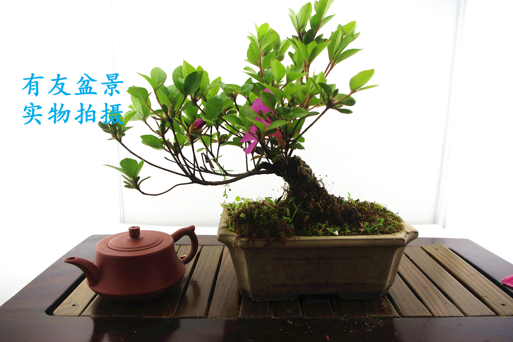 IMGP2581.jpg