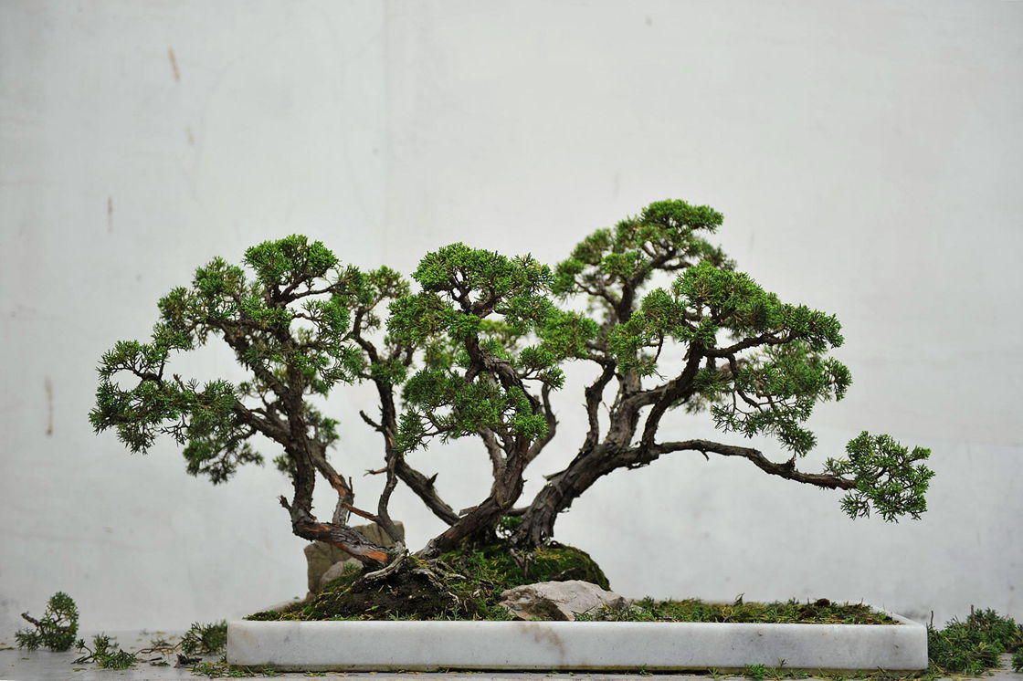 DSC_1520__.jpg