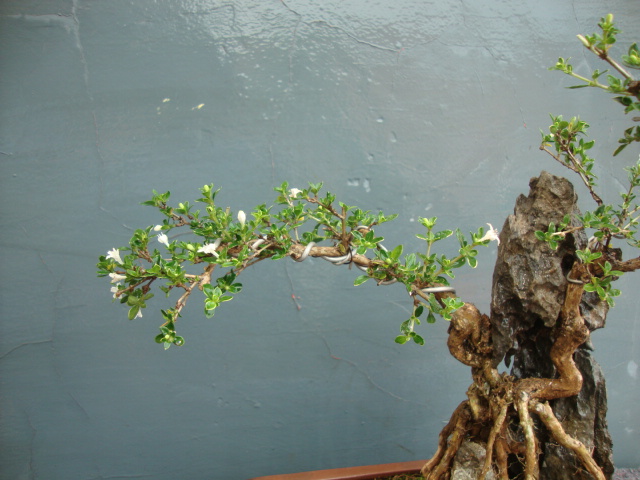 DSC05078.JPG