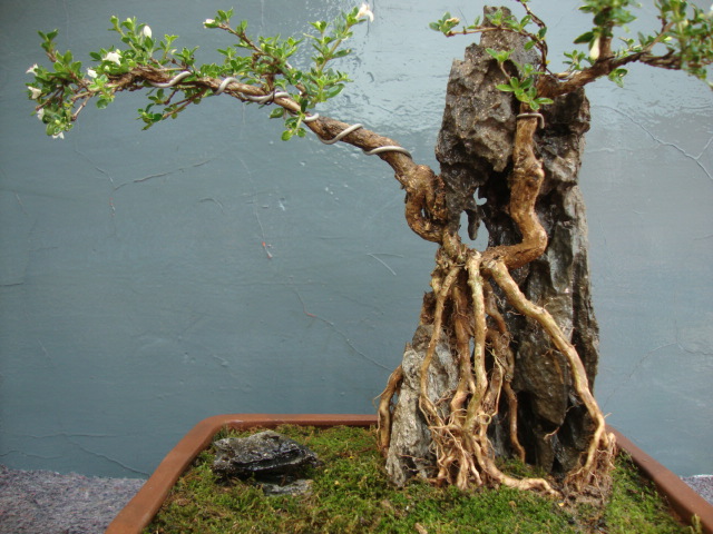 DSC05082.JPG