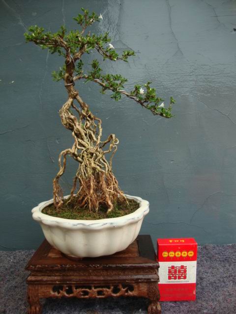 DSC05086.JPG