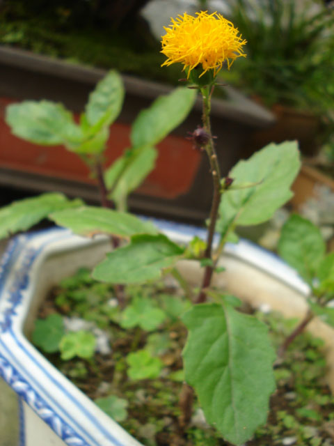 DSC06108.JPG