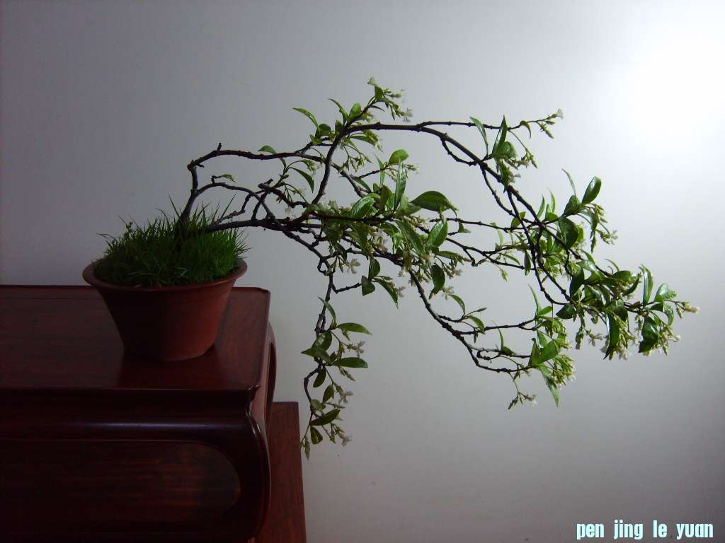 S5003138.JPG