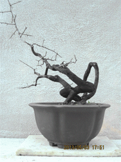 IMG_1071__.gif