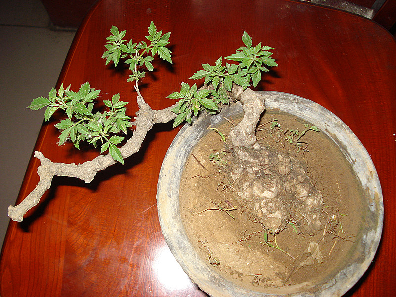 DSC05389_.jpg