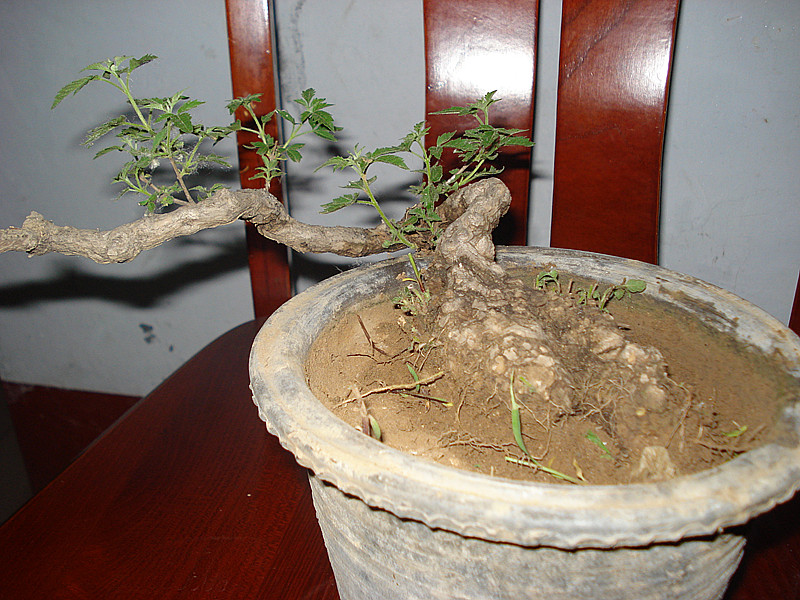 DSC05391_.jpg
