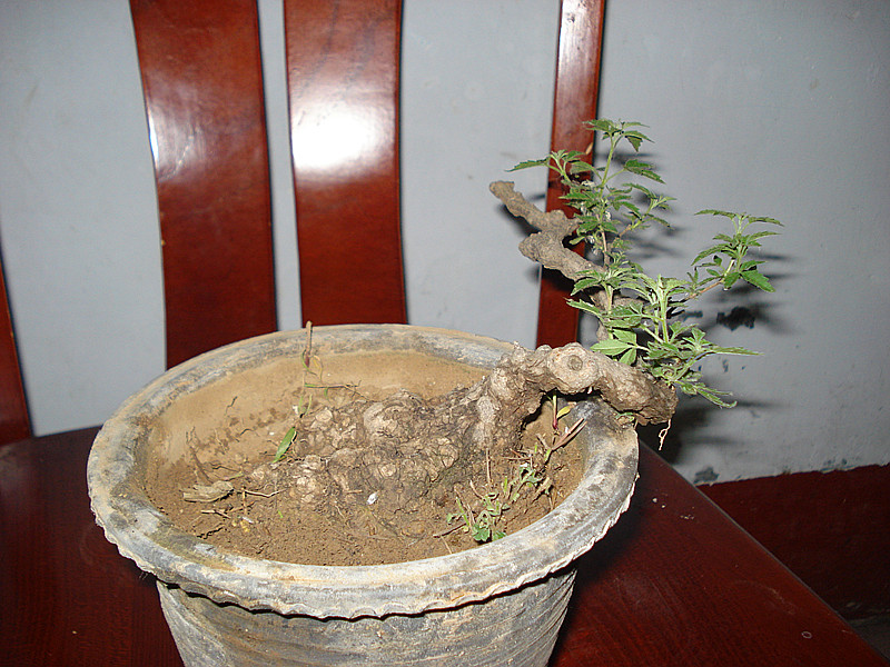 DSC05393_.jpg
