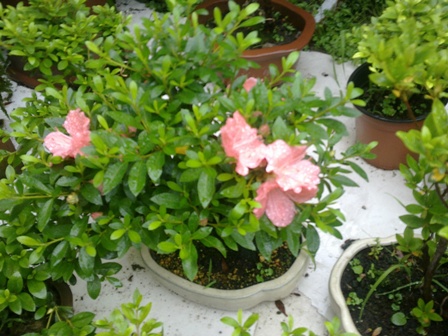 20130517045.jpg