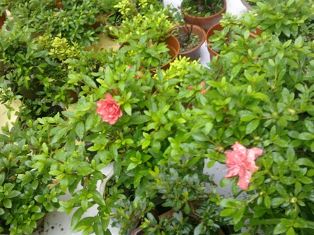 20130517048.jpg